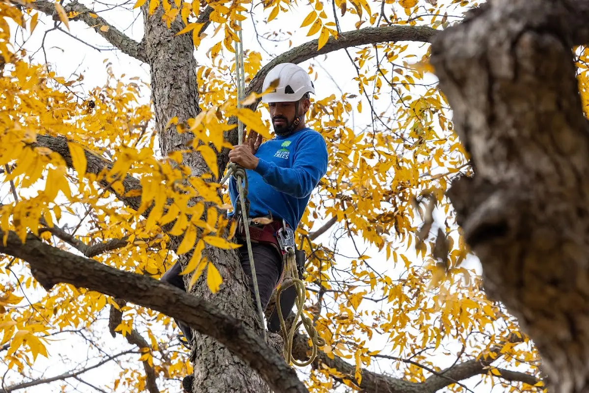 Skilled Tree Trimming crew working in Charleston