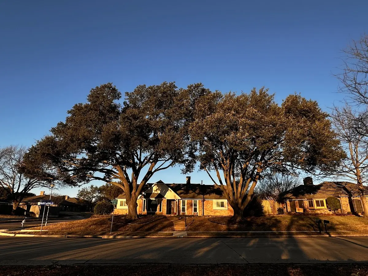 Established residential canopy tree shading a home in Charleston